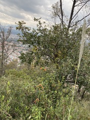 Cardiospermum corindum