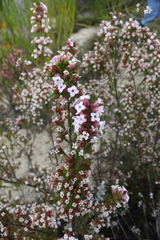 Erica walkeria