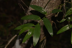 Geitonoplesium cymosum