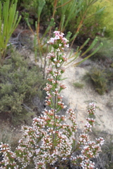 Erica walkeria