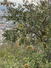 Cardiospermum corindum