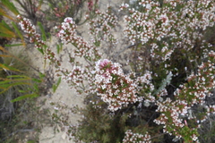 Erica walkeria