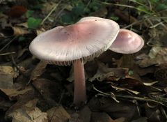 Mycena rosea