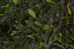 Elaeocarpus reticulatus