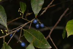 Elaeocarpus reticulatus