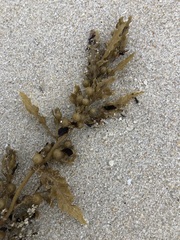 Sargassum