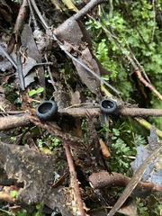 Plectania rhytidia