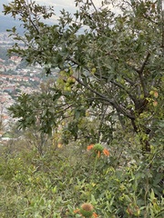 Cardiospermum corindum