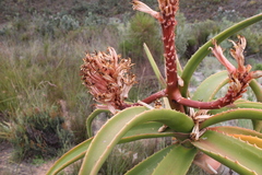 Aloidendron
