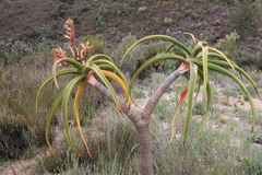 Aloidendron