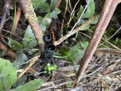 Plectania rhytidia