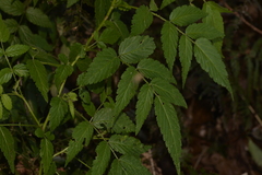 Rubus rosifolius