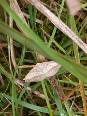 Taxeotis perlinearia