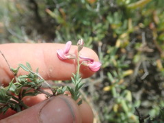 Wiborgia tenuifolia