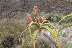 Aloidendron