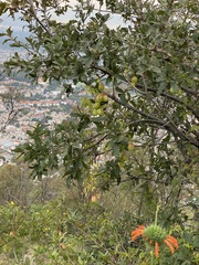 Cardiospermum corindum