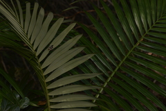 Archontophoenix alexandrae