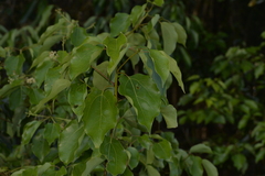 Cinnamomum camphora
