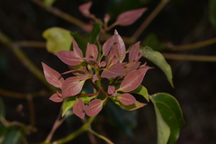 Cinnamomum camphora