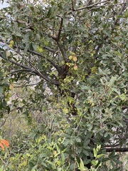 Cardiospermum corindum