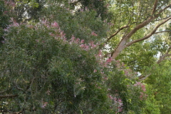 Melaleuca salicina