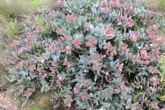 Protea amplexicaulis