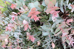 Protea amplexicaulis