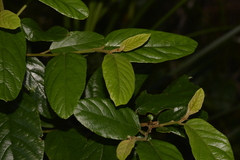 Alphitonia excelsa