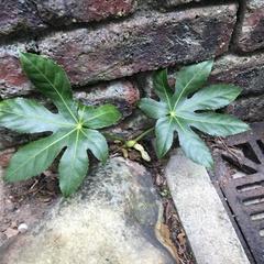 Fatsia japonica