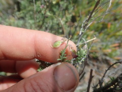 Wiborgia tenuifolia