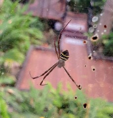 Argiope aetherea