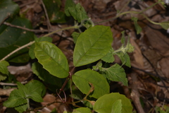 Cissus hypoglauca
