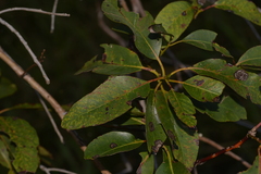 Lophostemon suaveolens