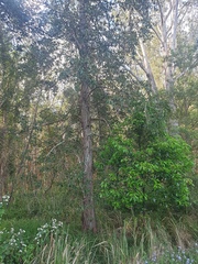 Lophostemon suaveolens