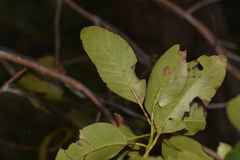 Lophostemon suaveolens
