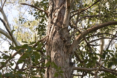 Lophostemon suaveolens