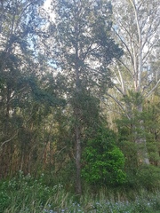 Lophostemon suaveolens