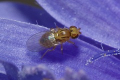 Trachysiphonella scutellata