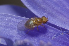 Trachysiphonella scutellata