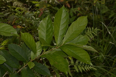 Viburnum odoratissimum