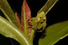 Sidymella rubrosignata