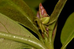Sidymella rubrosignata