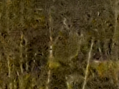 Oryctolagus cuniculus cuniculus