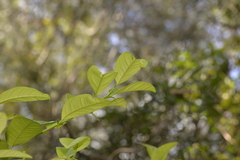 Citrus