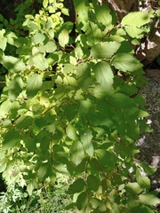 Spiraea chamaedryfolia