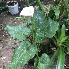 Zantedeschia albomaculata