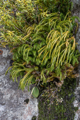 Phlegmariurus varius