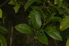 Citrus