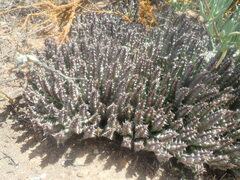 Tridentea gemmiflora