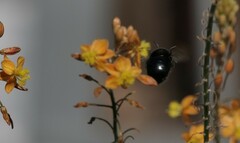 Xylocopa sonorina